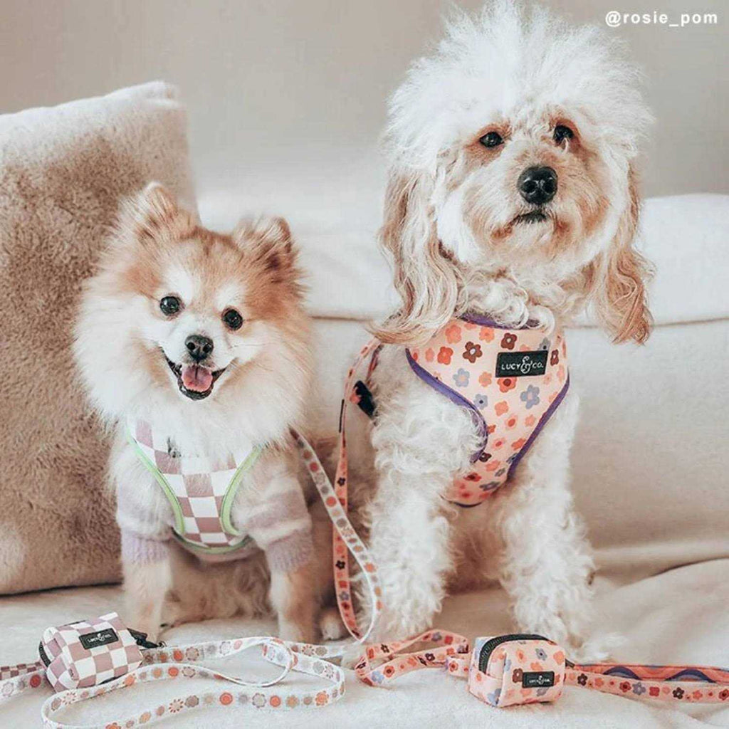 Leash R462