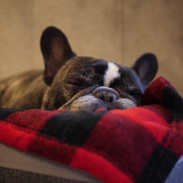 Dog Blanket Y975647