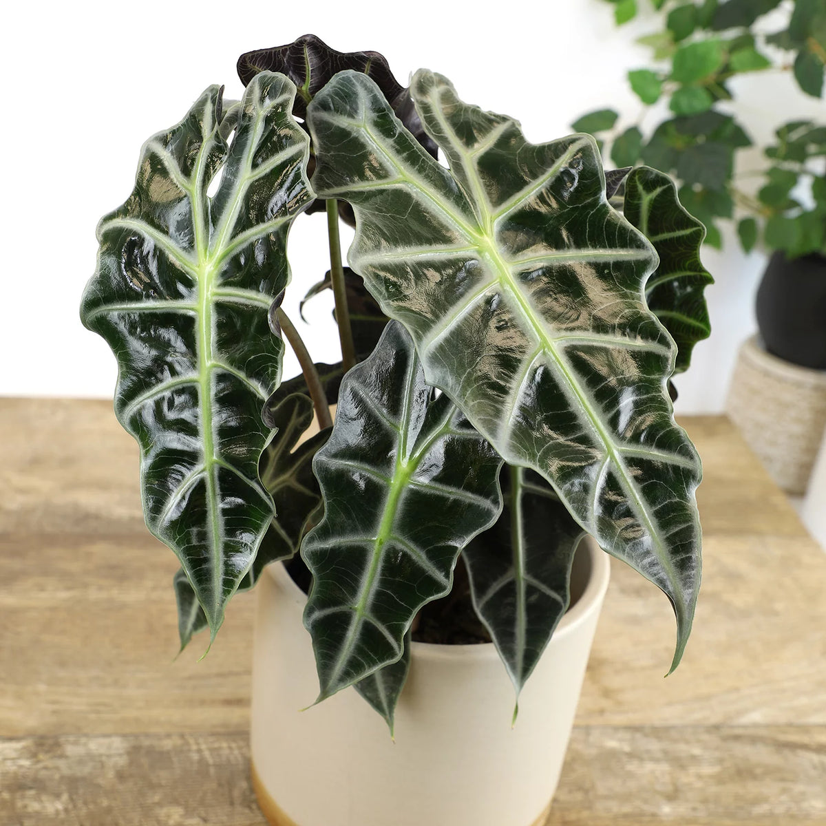 6" Alocasia Amazonica Polly Elephant Ear Plant B946