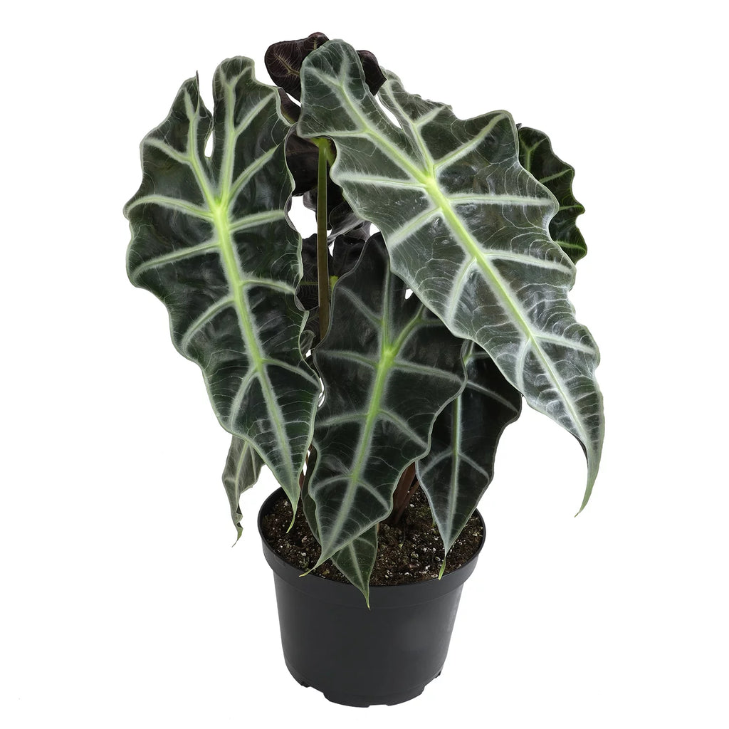 6" Alocasia Amazonica Polly Elephant Ear Plant B946