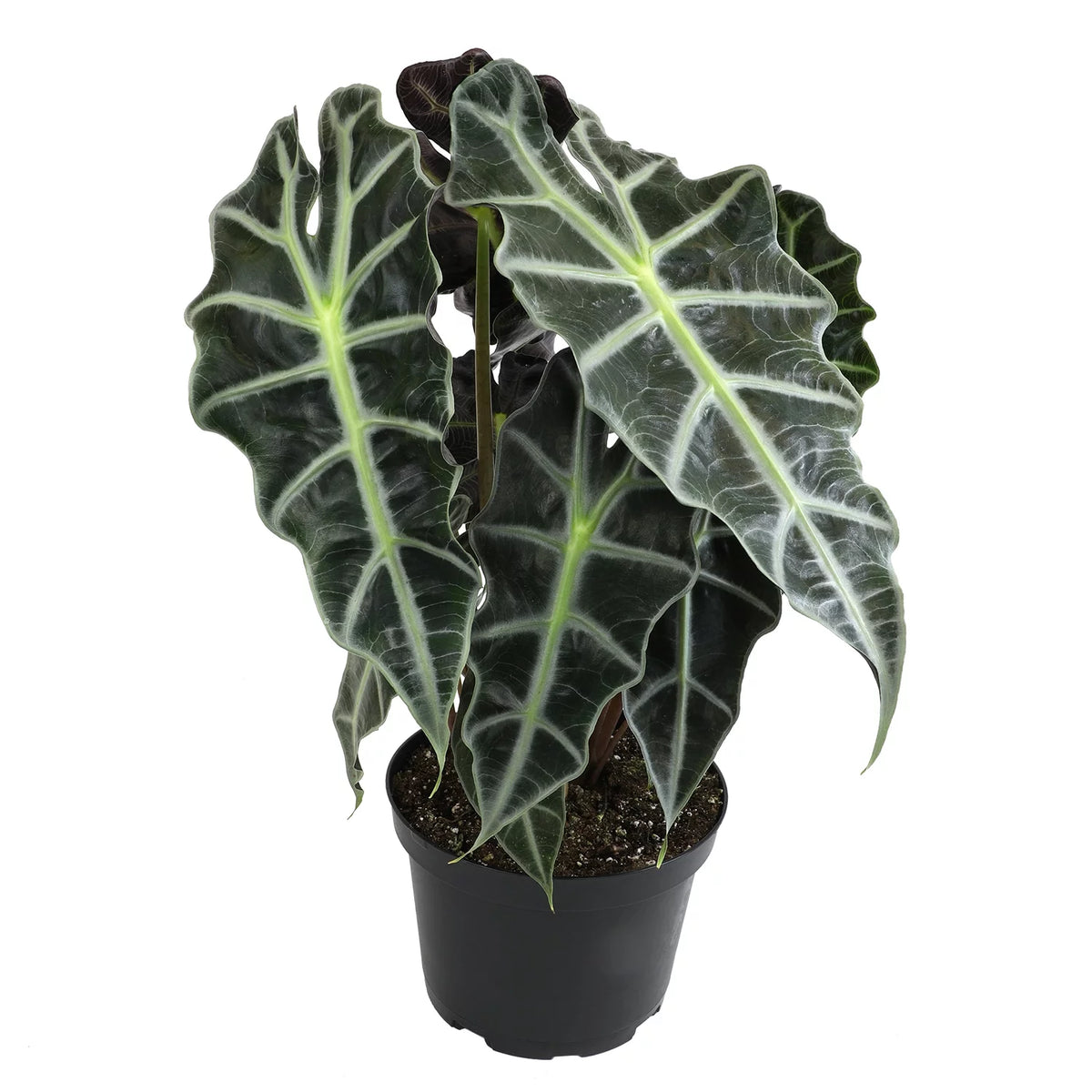 6" Alocasia Amazonica Polly Elephant Ear Plant B946