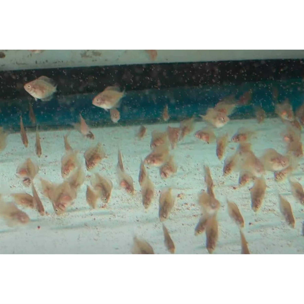 Brine Shrimp Eggs 90% Hatch R20368