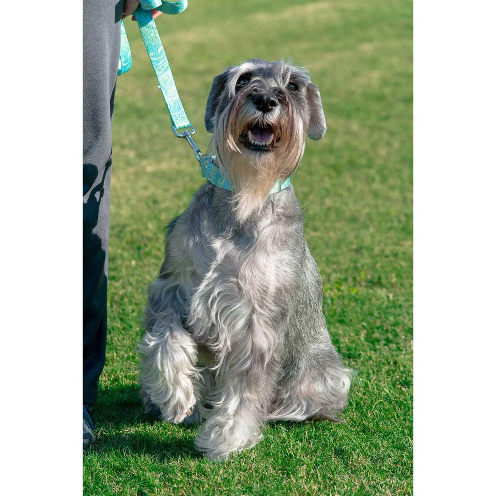 Martingale Dog Collar V897