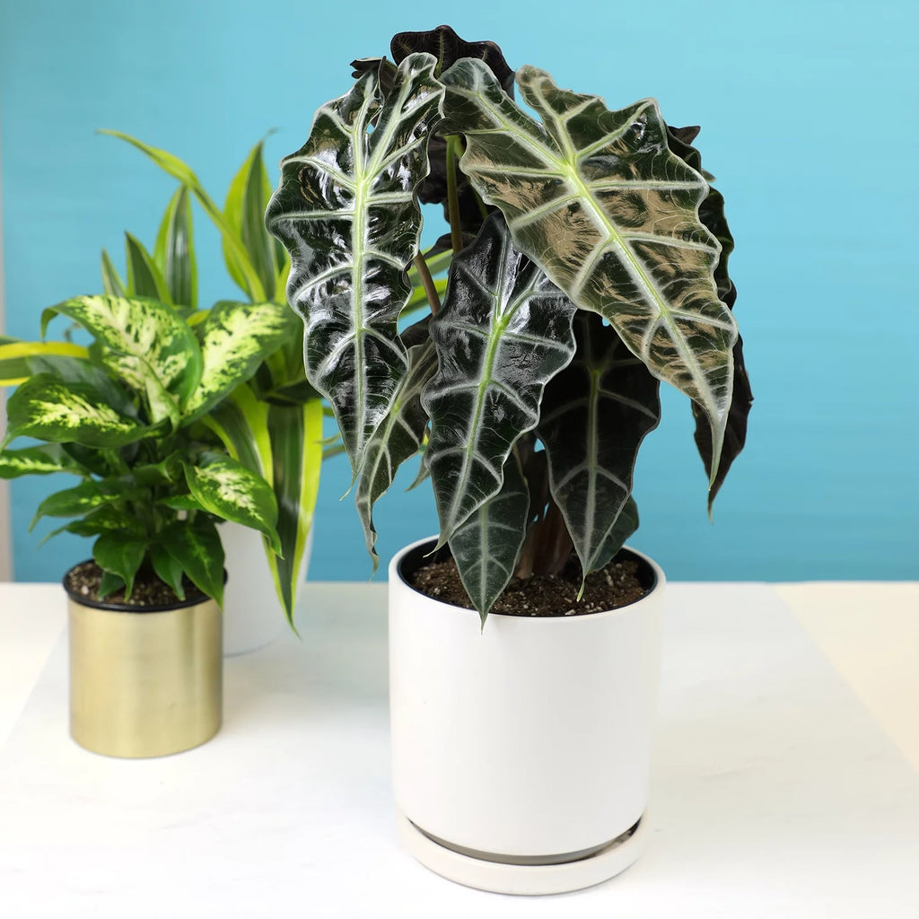 6" Alocasia Amazonica Polly Elephant Ear Plant B946