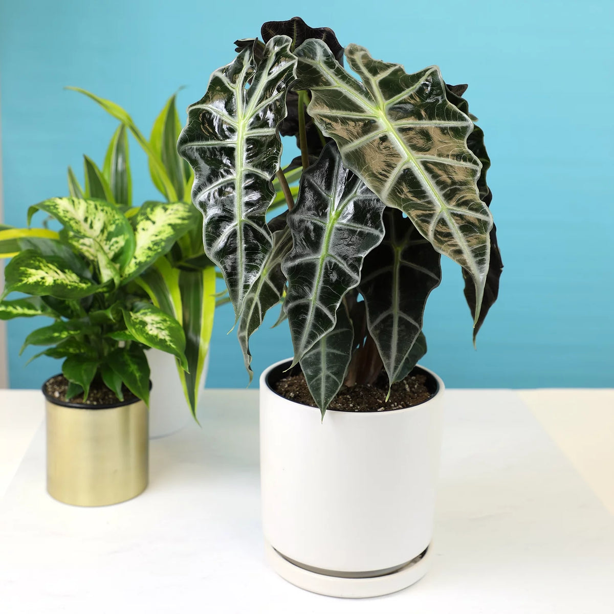 6" Alocasia Amazonica Polly Elephant Ear Plant B946