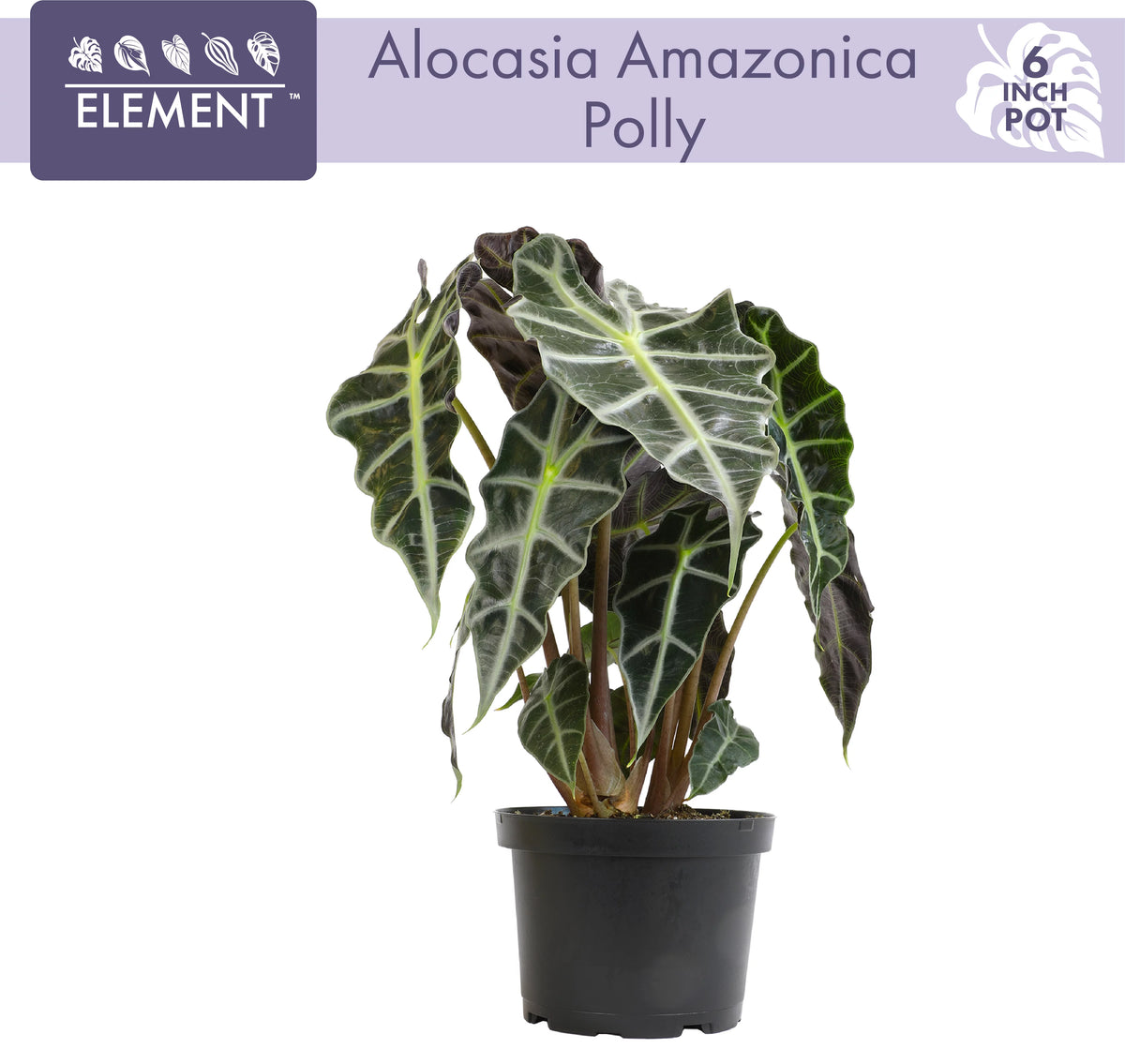 6" Alocasia Amazonica Polly Elephant Ear Plant B946