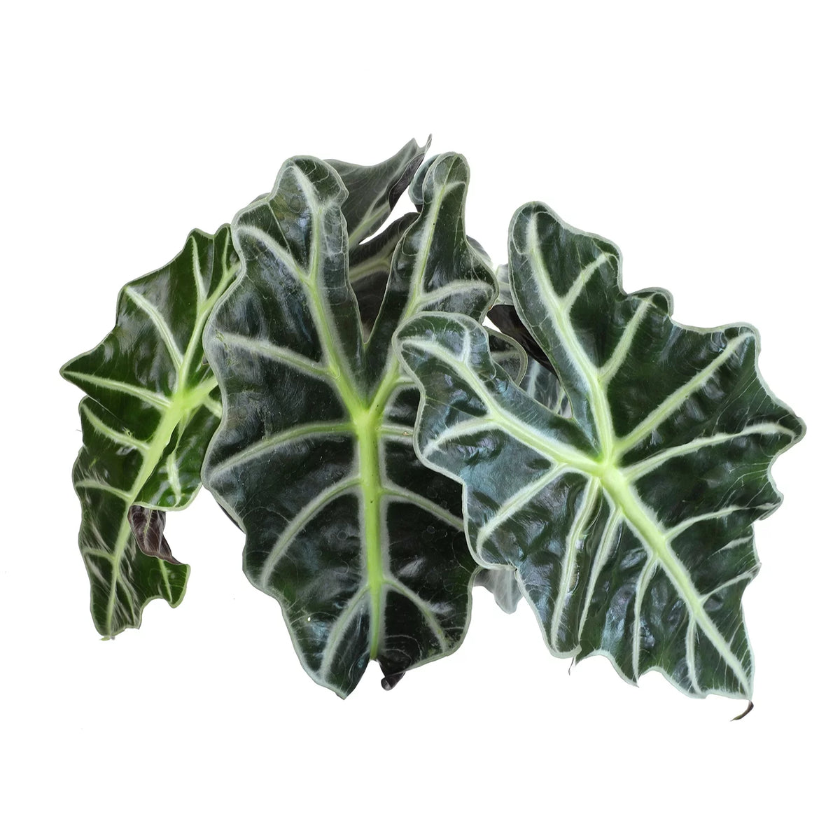 6" Alocasia Amazonica Polly Elephant Ear Plant B946