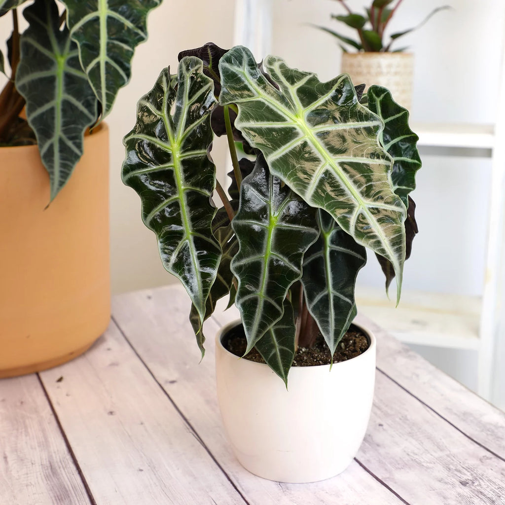 6" Alocasia Amazonica Polly Elephant Ear Plant B946