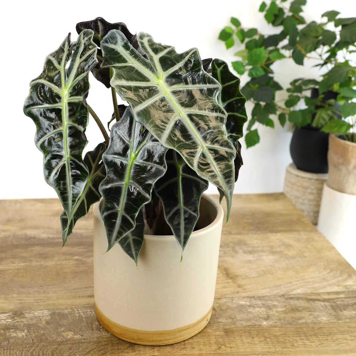 6" Alocasia Amazonica Polly Elephant Ear Plant B946
