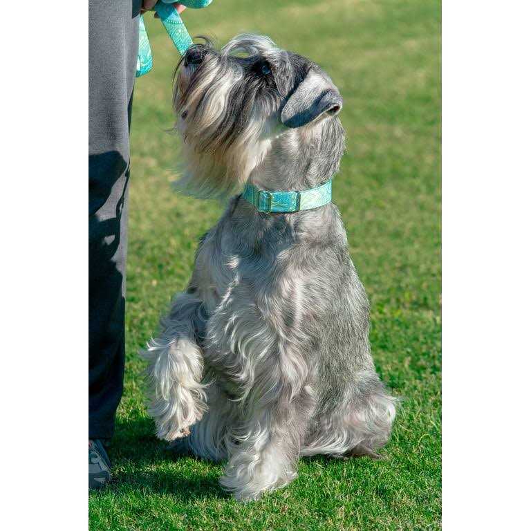 Martingale Dog Collar V897