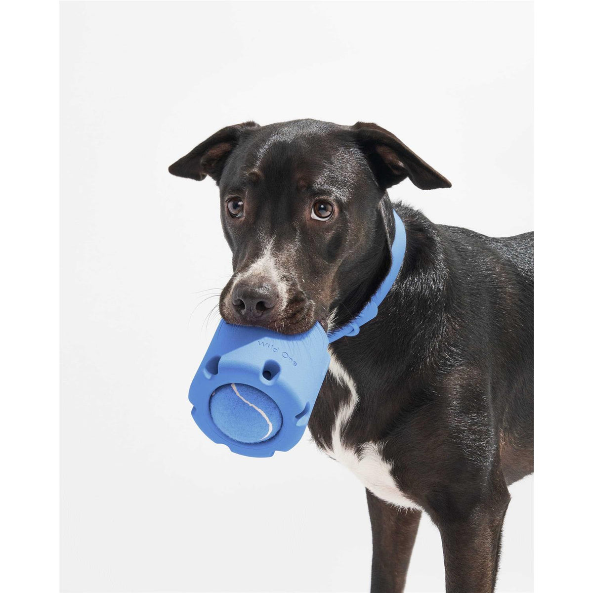 Dog Toy U51073
