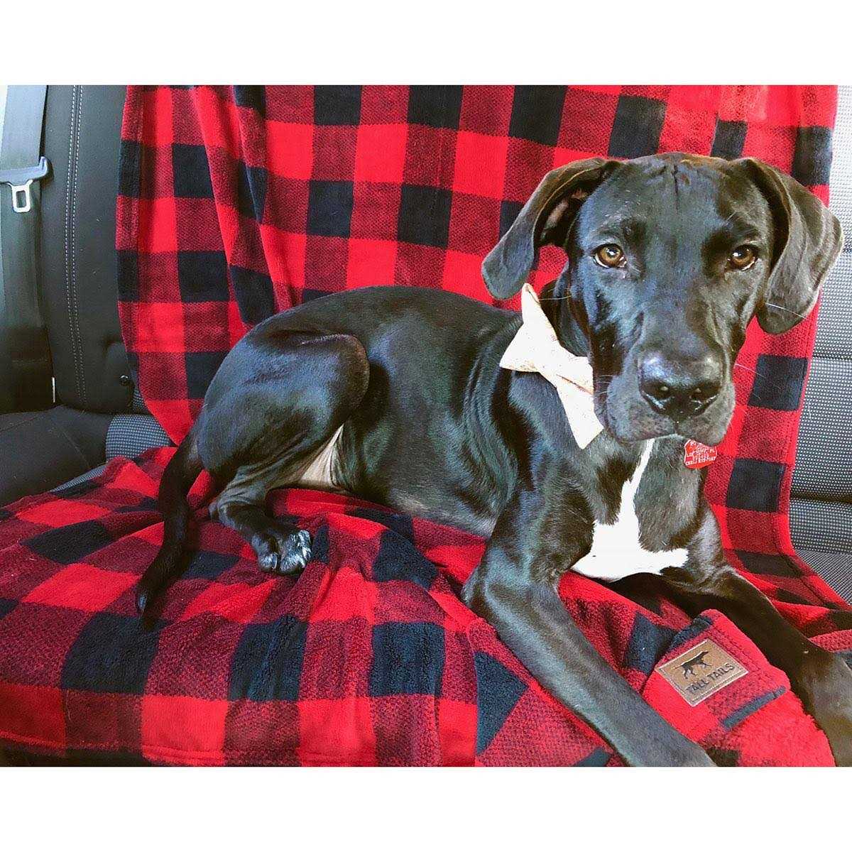 Dog Blanket Y975647