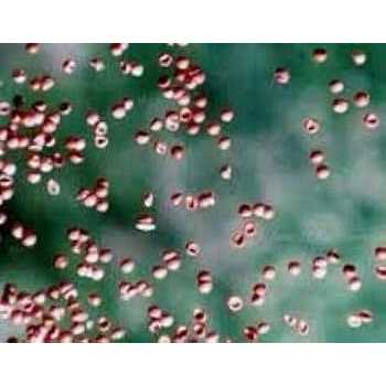 Brine Shrimp Eggs 90% Hatch R20368