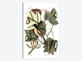 Canvas Wall Decor Prints - Baltimore Bird u0026 Tulip Poplar O3324